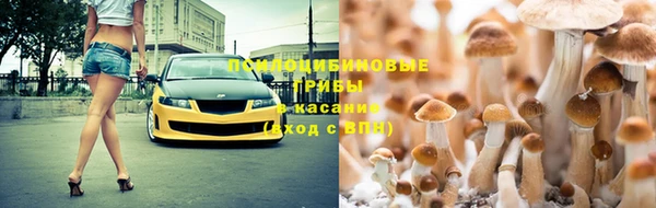 гидра Елизово